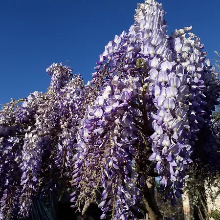 Rossini15 - Garage Privato Διαμέρισμα Άλμπα